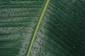 Green banana leaf nature background. | Free Photo - rawpixel