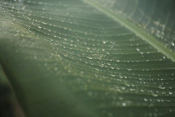 Green banana leaf. Original public | Free Photo - rawpixel