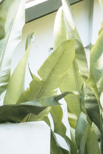 Green Banana Leaves · Free Stock Photo