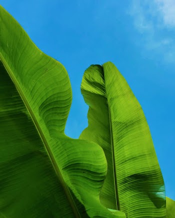 Green Banana Leaves Under Blue Sky