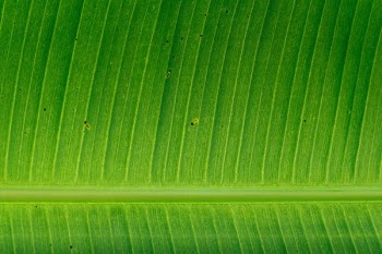 green banana left