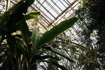 Green Banana Tree Inside Steel Framed Glass Greenhouse