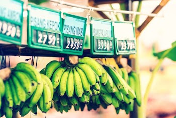Green Bananas Hanged with Price tags 