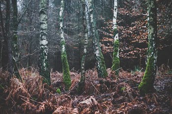 green bark trees