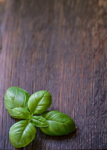 Green Basil Leaves