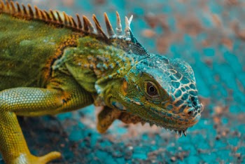 Green Bearded Dragon in Close-up Photo