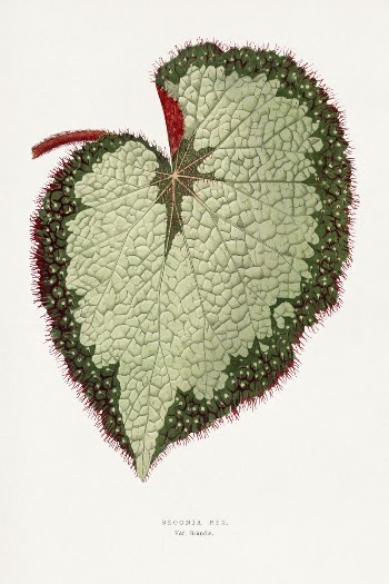 Green begonia leaf illustration from Les | Free Photo Illustration - rawpixel