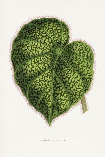 Green begonia leaf illustration from Les | Free Photo Illustration - rawpixel