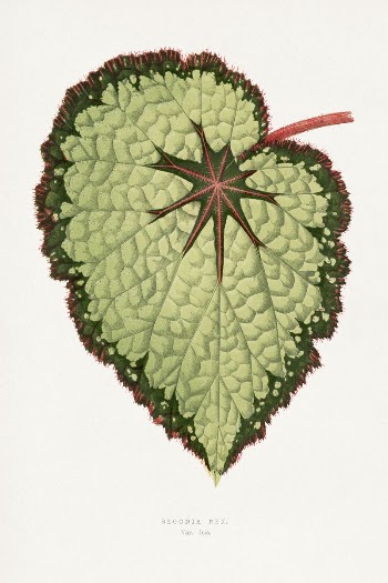 Green Begonia Rex leaf illustration | Free Photo Illustration - rawpixel