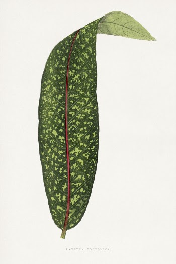 Green benjamin fawsett leaf illustration | Free Photo Illustration - rawpixel