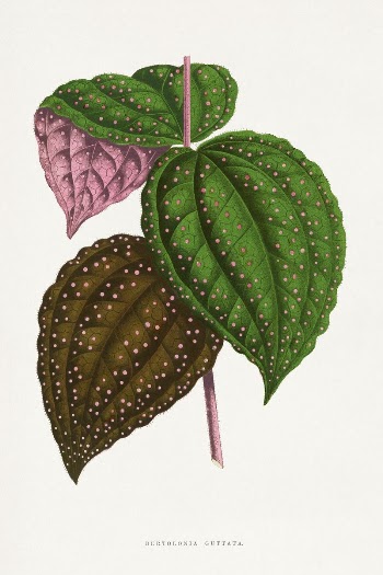 Green Bertolonia Guttata leaf illustration | Free Photo Illustration - rawpixel