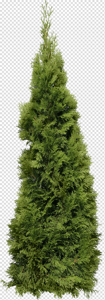 Green Big Fir-Tree Png Image