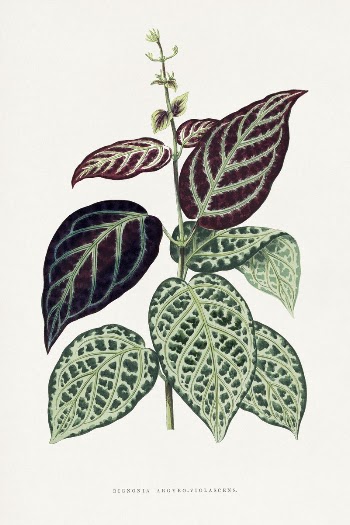 Green Bignonia Argyro Violascens leaf | Free Photo Illustration - rawpixel