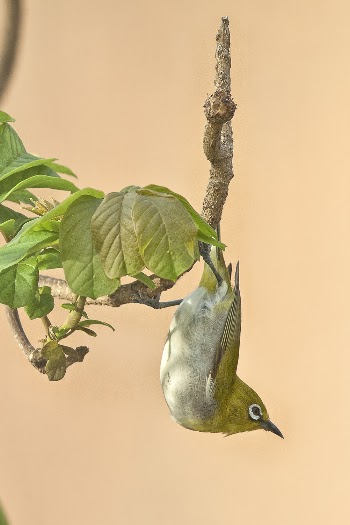 Green Bird