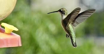 Green Bird Are Flying