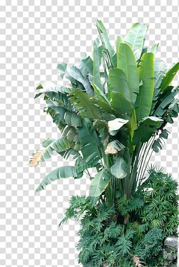 Green bird-of-paradise plant, Musa basjoo Leaf Banana Plant, Banana tree transparent background PNG clipart