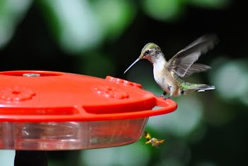 Green Bird on Red Bird Feeder in Bokeh Photography