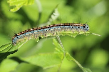 Green Black and Brown Caterpillar