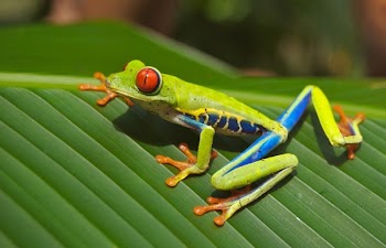 Green Blue Yellow and Orange Frog on Green Leaf