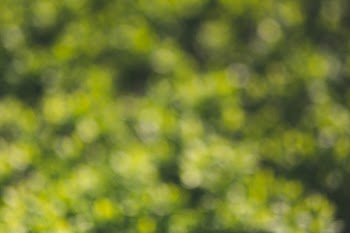 Green bokeh