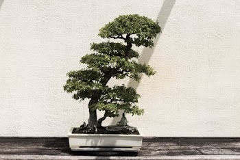 Green Bonsai Tree in White Pot