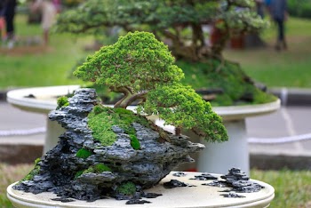Green Bonzai Tree on Table