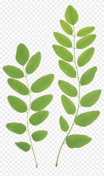 Green Branch Cliparts - Green Leaf Transparent Background
