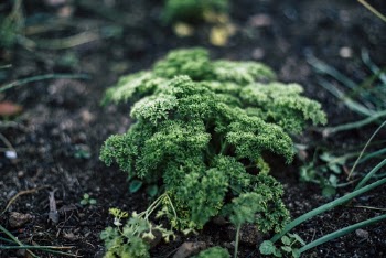Green Broccoli in Ground