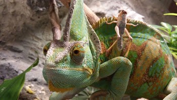 Green Brown and Yellow Cameleon