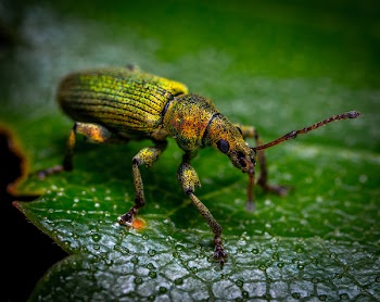 Green, Brown, and Yellow Weevil Perching on Green Leaf