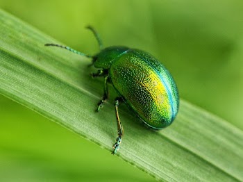 Green Bug