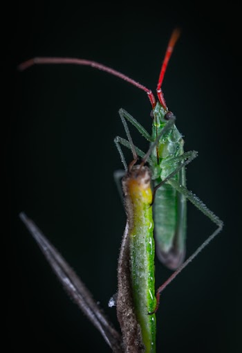 Green Bug in Close-up Photography