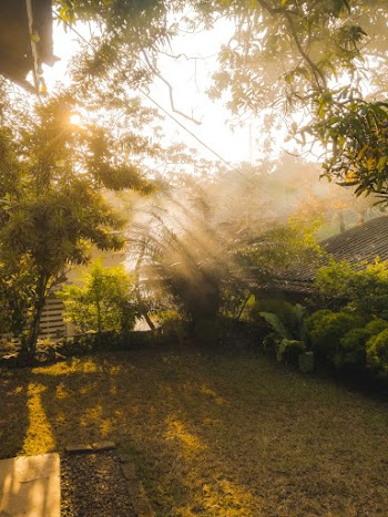 Green Bush and Trees Scenery