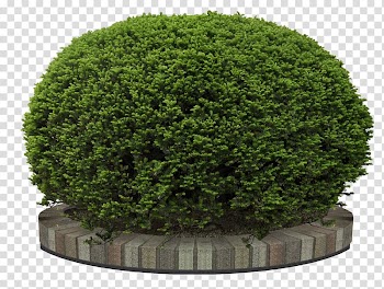 Green bush plant, Flower garden Tree, bushes transparent background PNG clipart