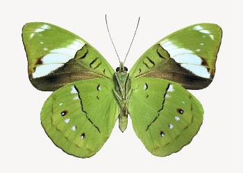 Green butterfly, animal collage element | Free PSD - rawpixel