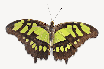 Green butterfly collage element, animal | Free PSD - rawpixel