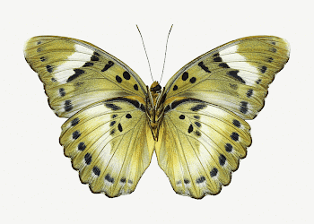 Green butterfly collage element  | Free PSD - rawpixel