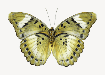 Green butterfly collage element, isolated | Free Photo - rawpixel