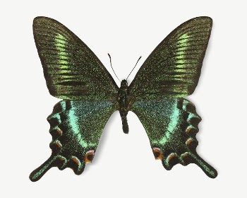 Green butterfly collage element psd | Free PSD - rawpixel