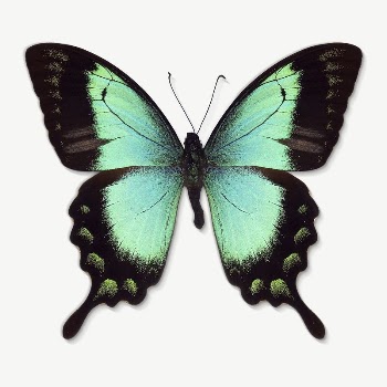 Green butterfly insect collage element | Free PSD - rawpixel
