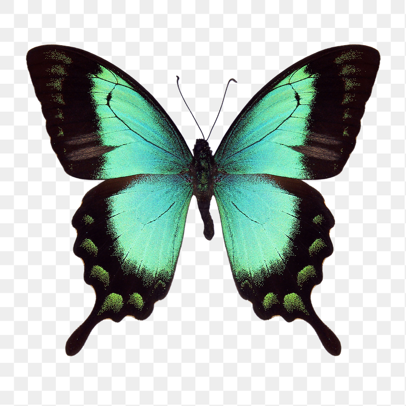 Green butterfly insect png sticker, | Free PNG - rawpixel