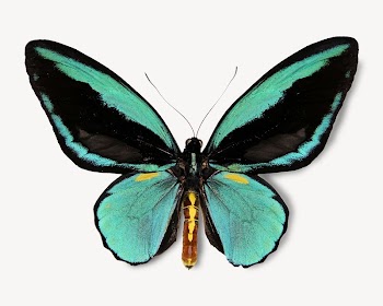 Green butterfly isolated image on white | Free Photo - rawpixel