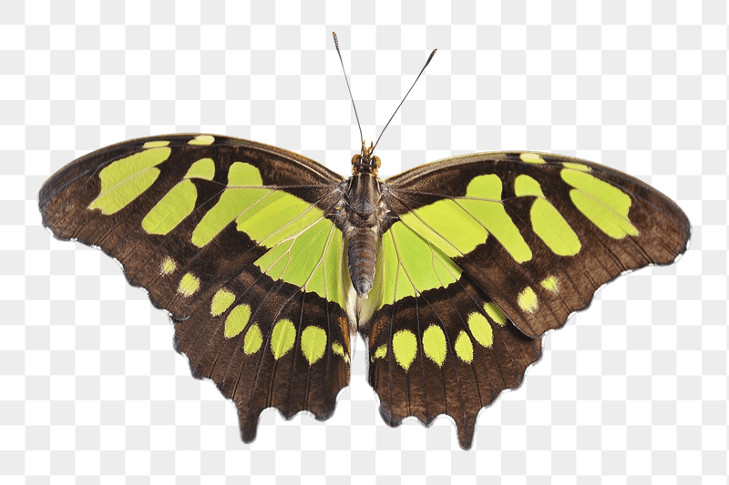Green butterfly png sticker, transparent | Free PNG - rawpixel