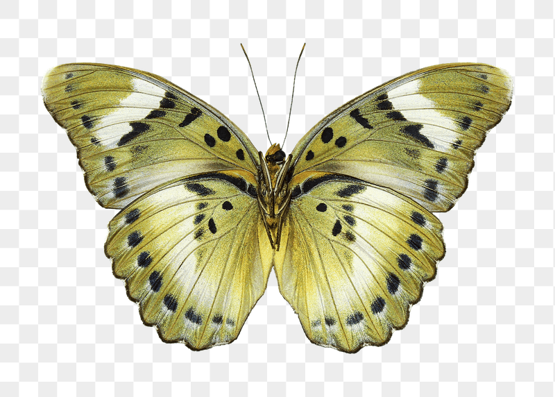 Green butterfly png sticker, transparent | Free PNG - rawpixel