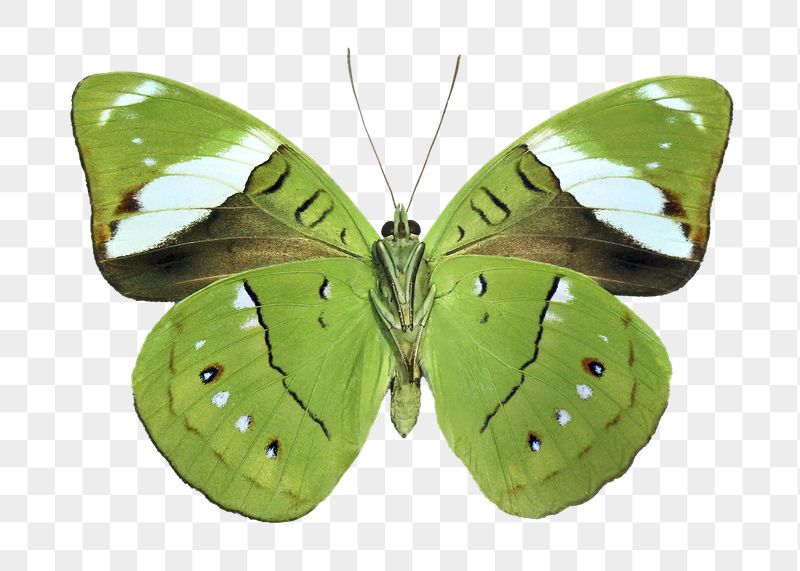 Green butterfly png sticker, transparent | Free PNG - rawpixel