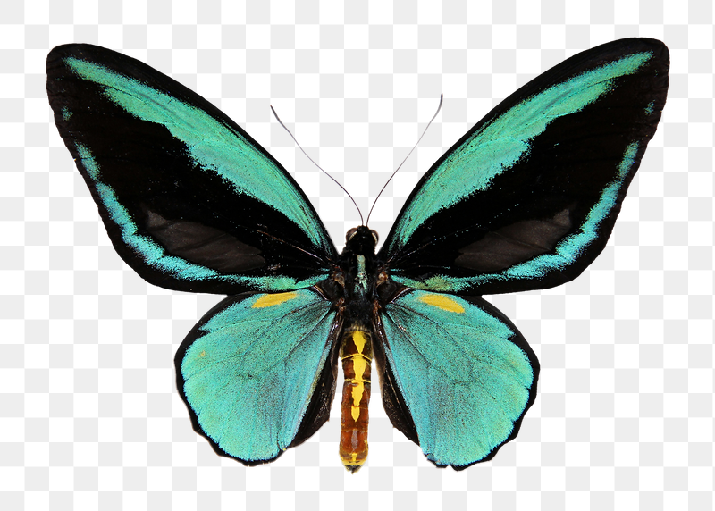 Green butterfly png sticker, transparent | Free PNG - rawpixel