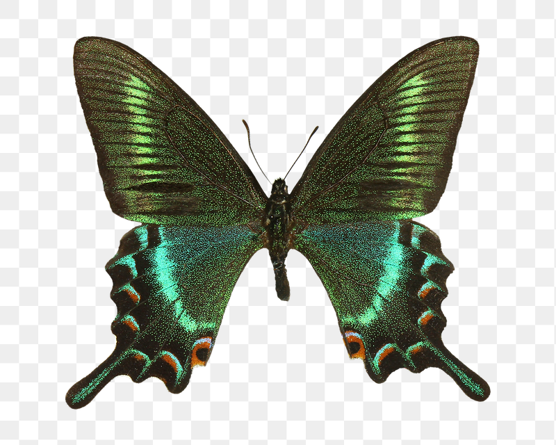 Green butterfly png sticker, transparent | Free PNG - rawpixel