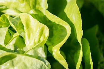 Green Cabbage