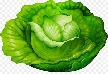 green cabbage leaf lettuce leaf vegetable