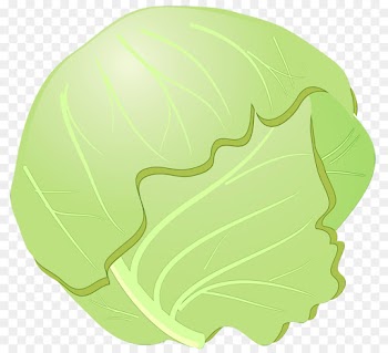 green cabbage leaf wild cabbage cruciferous vegetables